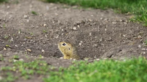 Small rodent ground squirrel foraging and moving in natural habitat Stock Footage 317040462