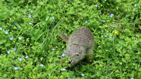 Small rodent ground squirrel foraging and moving in natural habitat Stock Footage 320507891