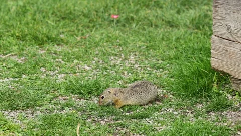 Small rodent ground squirrel foraging and moving in natural habitat Stock Footage 320507990