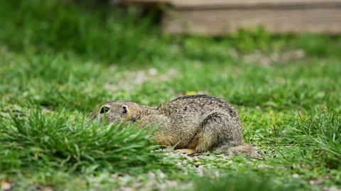 Small rodent ground squirrel foraging and moving in natural habitat Stock Footage 320508118