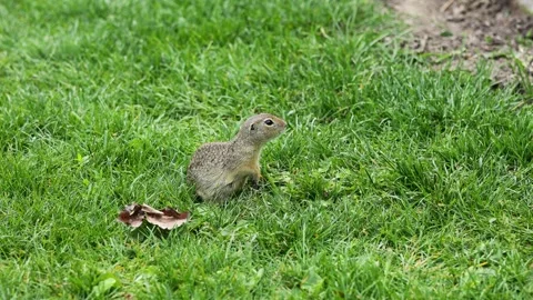 Small rodent ground squirrel foraging and moving in natural habitat Stock Footage 320508287