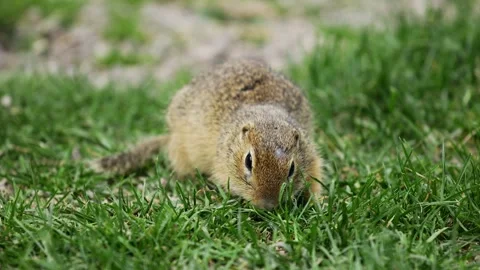 Small rodent ground squirrel foraging and moving in natural habitat Stock Footage 320508288