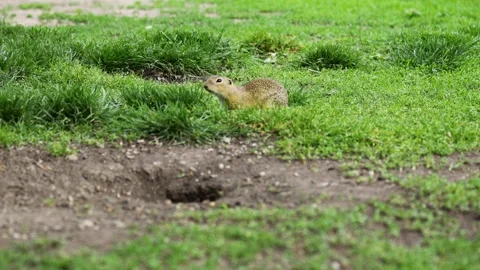 Small rodent ground squirrel foraging and moving in natural habitat Stock Footage 320508330