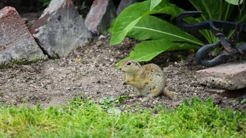 Small rodent ground squirrel foraging and moving in natural habitat Stock Footage 320508395