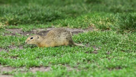 Small rodent ground squirrel foraging and moving in natural habitat Stock Footage 320508397