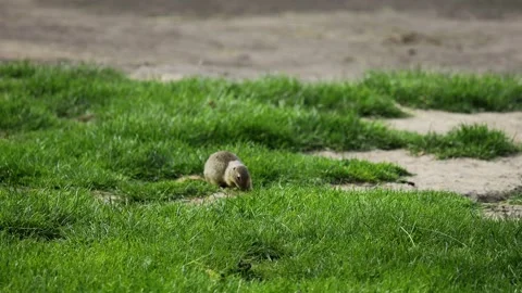 Small rodent ground squirrel foraging and moving in natural habitat Stock Footage 320508447