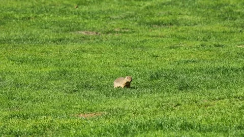 Small rodent ground squirrel foraging and moving in natural habitat Stock Footage 320508496