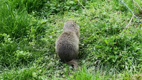 Small rodent ground squirrel foraging and moving in natural habitat Stock Footage 321103745