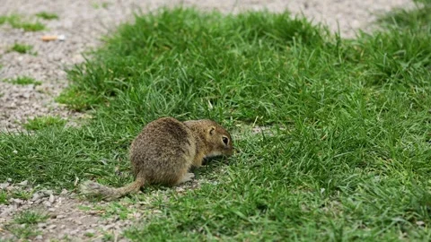 Small rodent ground squirrel foraging and moving in natural habitat Stock Footage 321104161