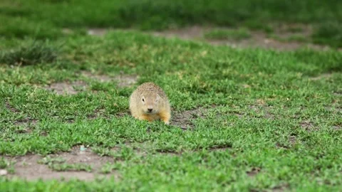 Small rodent ground squirrel foraging and moving in natural habitat Stock Footage 321104186