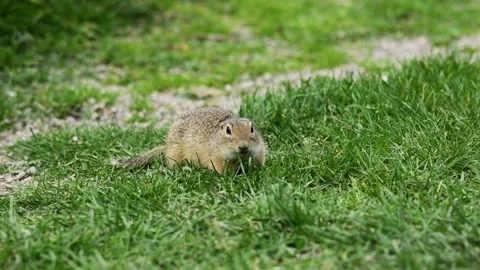 Small rodent ground squirrel foraging and moving in natural habitat Stock Footage 321104779
