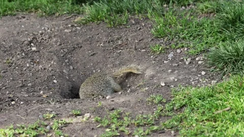 Small rodent ground squirrel foraging and moving in natural habitat Stock Footage 321104937