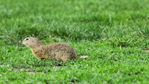 Small rodent ground squirrel foraging and moving in natural habitat Stock Footage 321105635