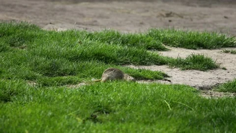 Small rodent ground squirrel foraging and moving in natural habitat Stock Footage 321106271