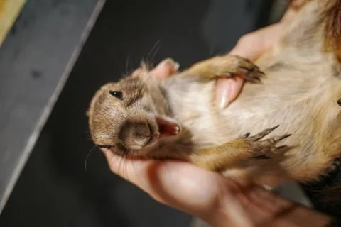 Small rodent held gently in human hands Stock Photos