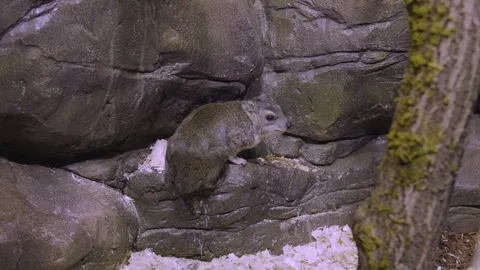 Small Rodent Resting on Rock Ledge in Mossy Enclosure With Wood Shavings. 库存影片 334736166