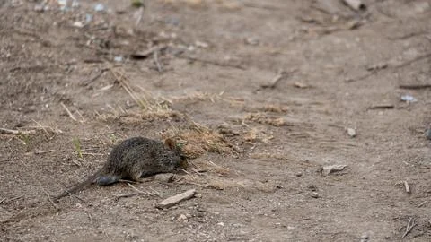 A small rodent is scurrying on the ground in its natural habitat, showcasing its Foto stock