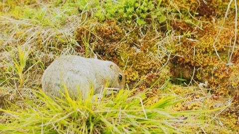 A small rodent is seen foraging through bright green grass and colorful moss in 動画素材 312463584