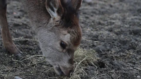Small Roe Deer eating grass Stock Footage 45833491