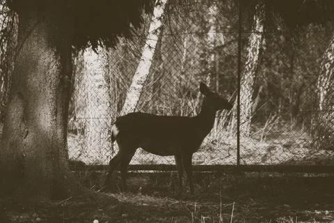 A small roe deer stands under a tree against the backdrop of a mesh fence sepia Stock Photos