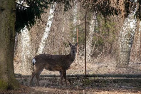 A small roe deer stands under a tree against the backdrop of a mesh fence Stock Photos