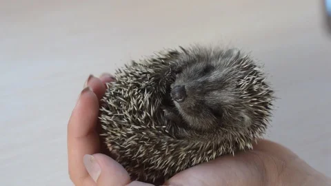 Small rolled young hedgehog held in human hands Stock Footage 88106026