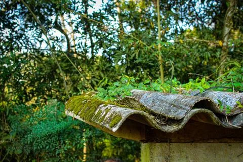 Small roof in the forest Foto stock