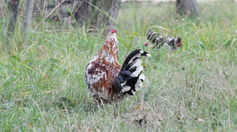 Small rooster Stock Footage 68889373