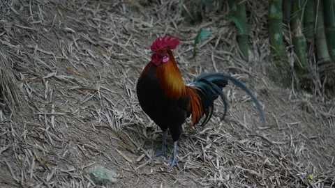 Small rooster with its red cross in yard Thailand Stock Footage 169984055