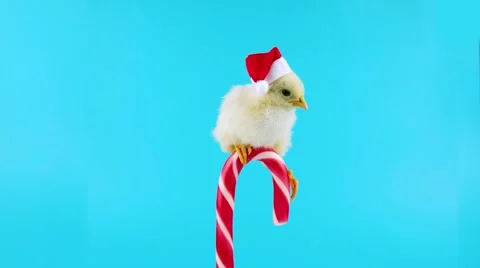 Small rooster in red Santa Claus hat, sitting on the candy cane Stock Footage 68833031