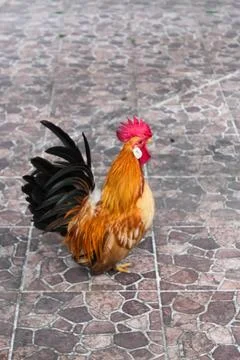 Small rooster standing on a patterned tiled outdoor floor Stock Photos