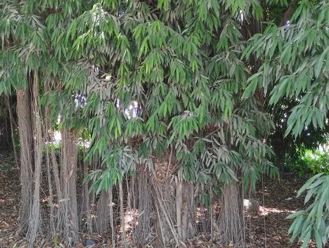 Small roots of a banyan tree Stock Photos