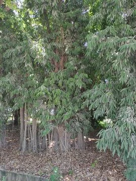 Small roots of a banyan tree Stock Photos