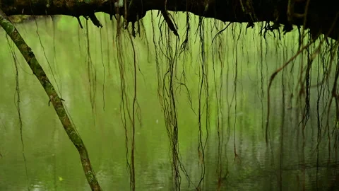 Small Roots Swaying from Tree Branches Over a Peaceful Lake  Stock Footage 296491375