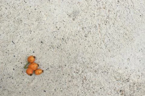 Small rose hip cluster with space Stock Photos