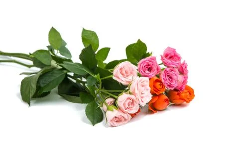 Small rose isolated Stock Photos