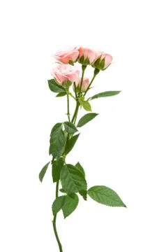 Small rose isolated Stock Photos