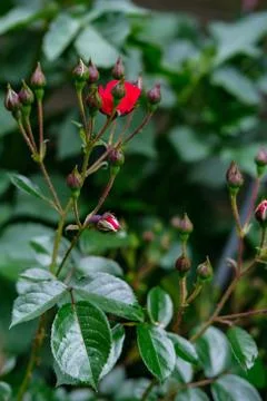 Small rosebuds. Stock Photos