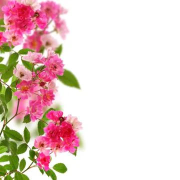 Small roses. collage. Stock Photos