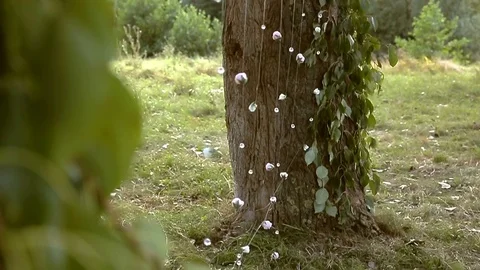 Small roses tied to a trees on wedding ceremony outdoors 動画素材 77002444