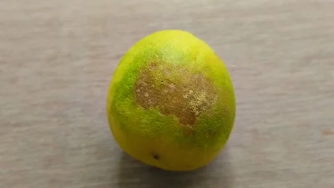 Small rotten lemon on wood texture background 스톡 동영상 299516838