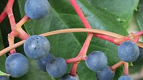 Small round black fruit tree Stock Footage 263671252