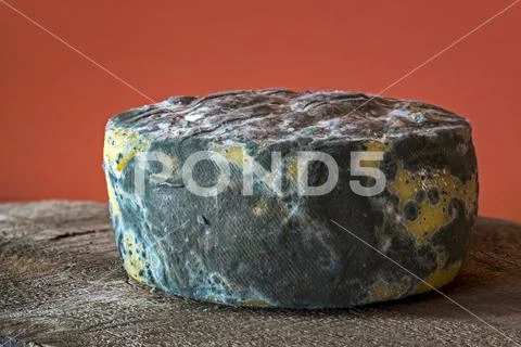 A small round of cheese with mould around its crust on a wooden piece of wood Stock Photos