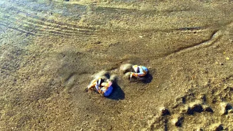 A small round crab burrows into the sand at the sight of danger, so that it Stock Footage 241397851