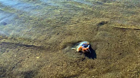 A small round crab burrows into the sand at the sight of danger, so that it Stock Footage 241397887