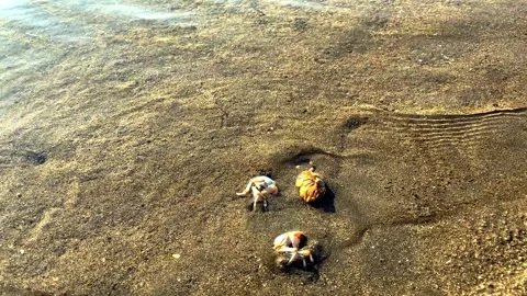 A small round crab burrows into the sand at the sight of danger, so that it Stock Footage 241397916
