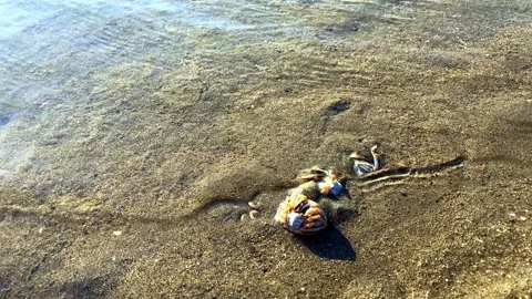 A small round crab burrows into the sand at the sight of danger, so that it Stock Footage 241397954