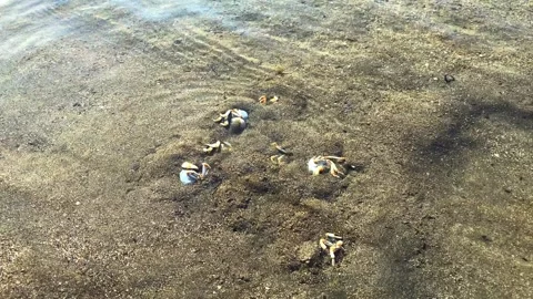 A small round crab burrows into the sand at the sight of danger, so that it Stock Footage 241397983