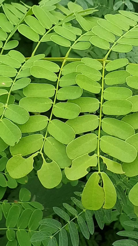 Small round green leaves on the edge of the road Video stock 299660949