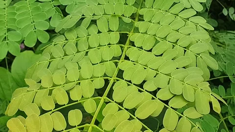 Small round green leaves on the edge of the road Stock Footage 299660990
